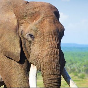 Meet your Posher, Chloe